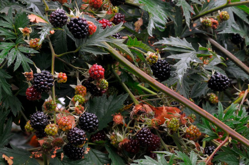 Ожина Агавам Ожина Агавам