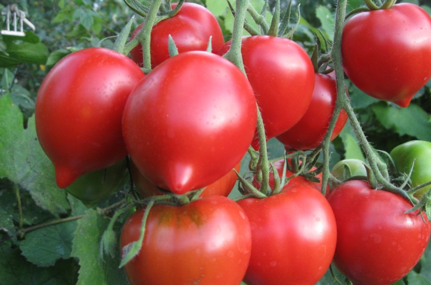 Томат «Ювілейний Тарасенко» Томат «Ювілейний Тарасенко»