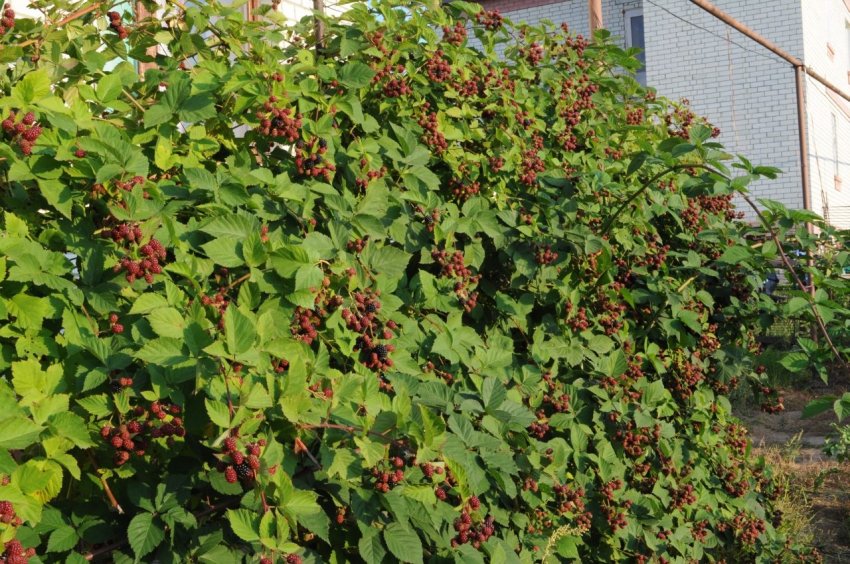 Кущі ожини Кущі ожини