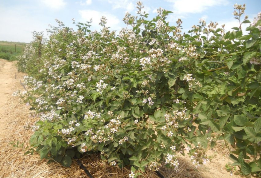 Кущова ожина Кущова ожина