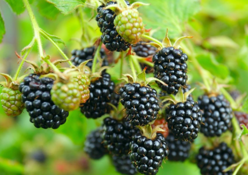 Ожина Блек Сатин Ожина Блек Сатин