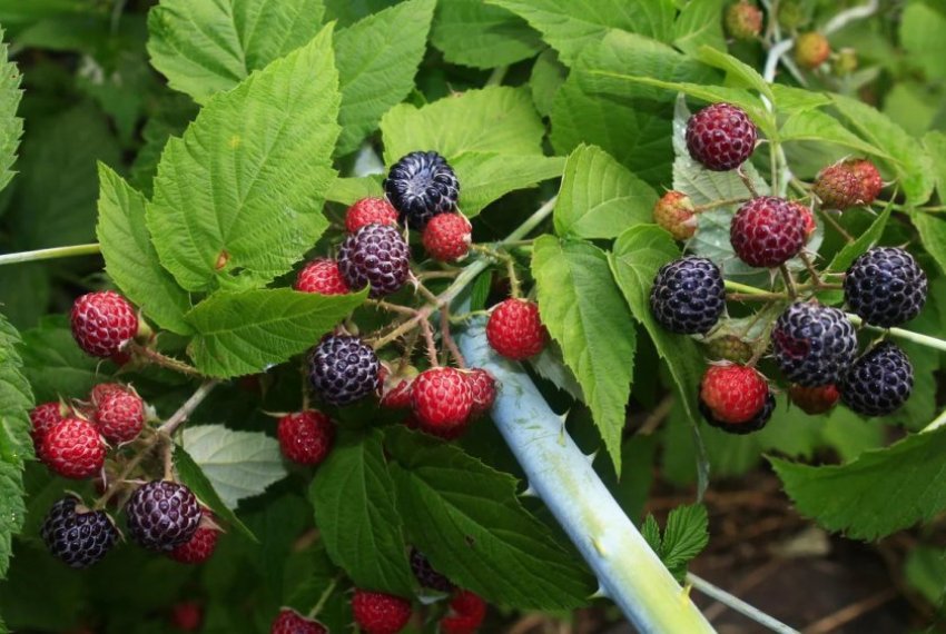 Чорна малина Брістоль Чорна малина Брістоль