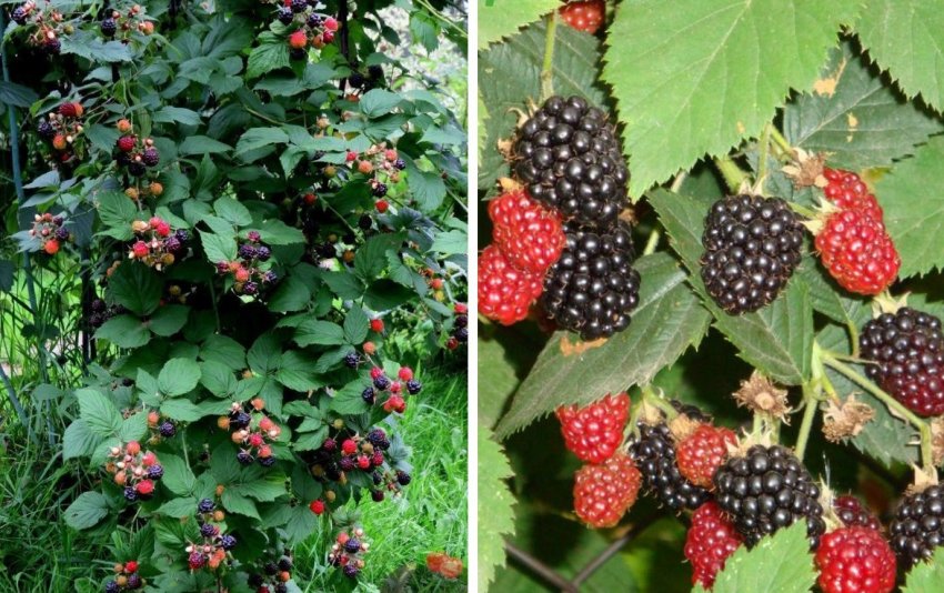 Ожина Дарроу Ожина Дарроу