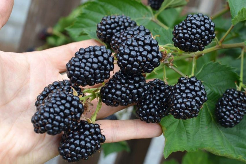 Ожина Снайдер Ожина Снайдер