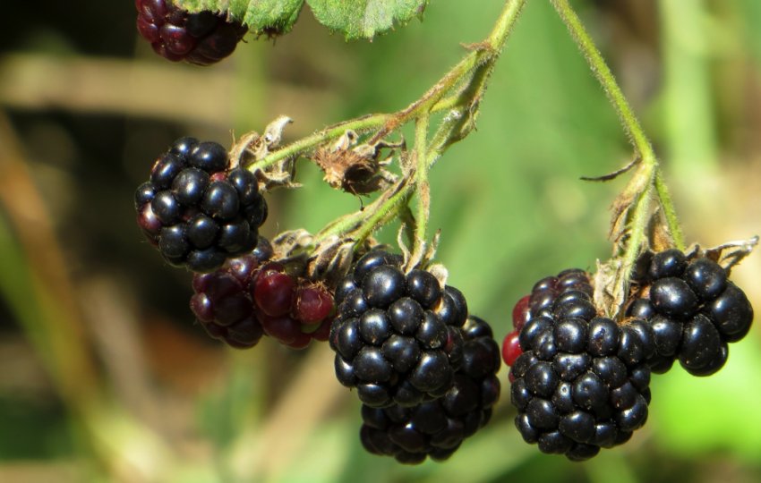 Ожина Тейлор Ожина Тейлор