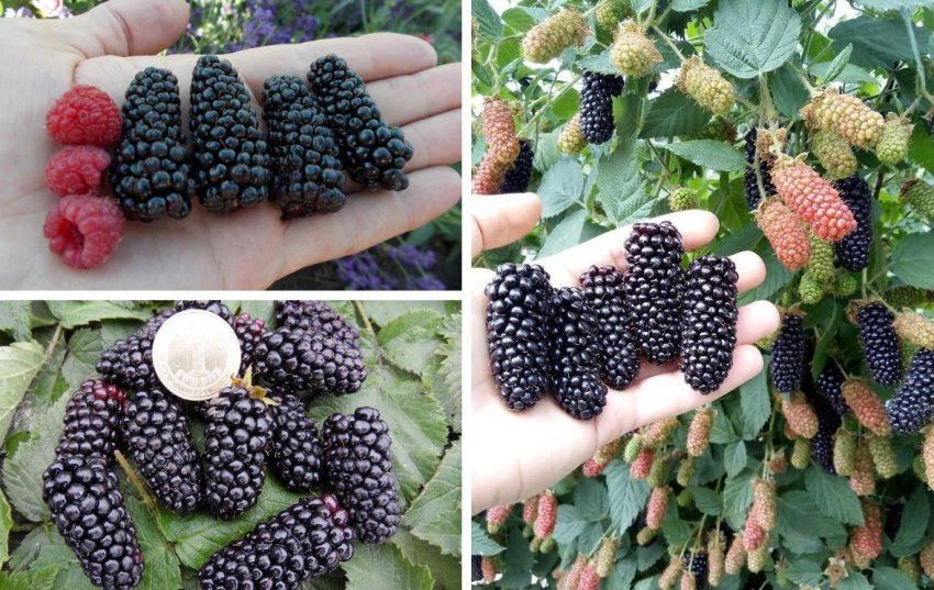 Ожина Карака Блек Ожина Карака Блек