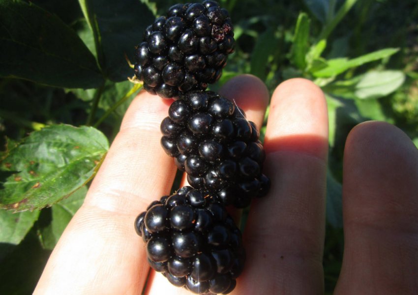 Ожина Рушай Ожина Рушай