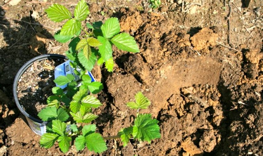 Саджанець ожини Саджанець ожини