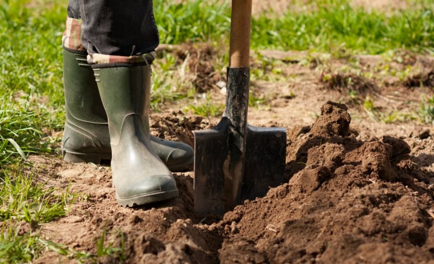 Перекопування ділянки перед посадкою Перекопування ділянки перед посадкою