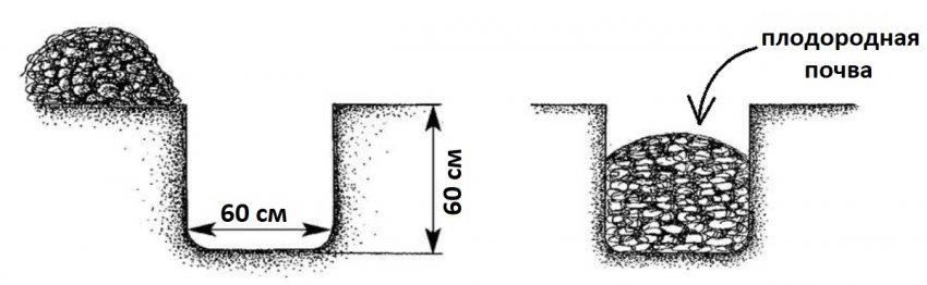Підготовка посадкової ями для ожини Підготовка посадкової ями для ожини