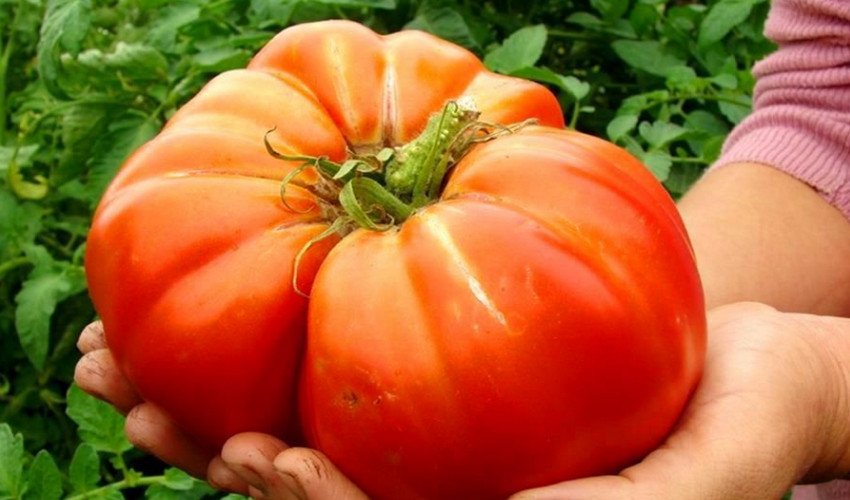 Томат Гордість Сибіру Томат Гордість Сибіру