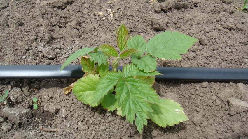 Система крапельного поливу для ожини Система крапельного поливу для ожини