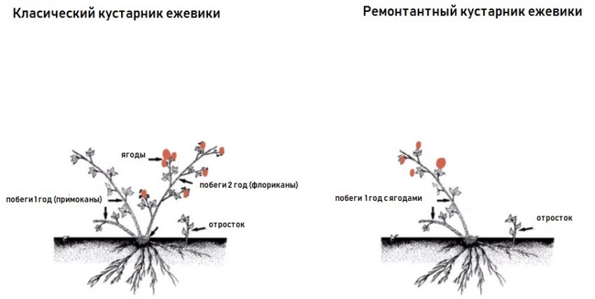 Відмінність класичного куща ожини від ремонтантних Відмінність класичного куща ожини від ремонтантних