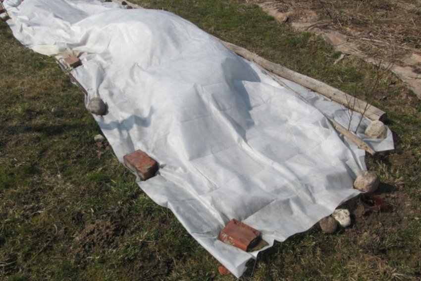 Укриття ожини на зиму Укриття ожини на зиму