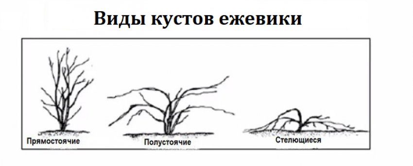 Види кущів ожини Види кущів ожини