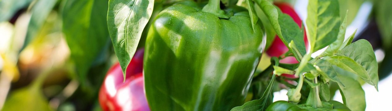 Голландські вчені розводять рослини солодкого перцю, нечутливі до вірусів