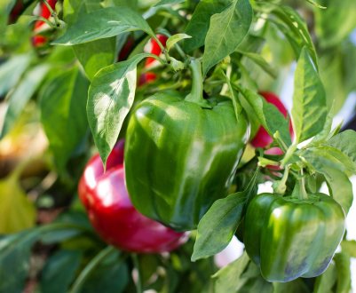 Голландські вчені розводять рослини солодкого перцю, нечутливі до вірусів