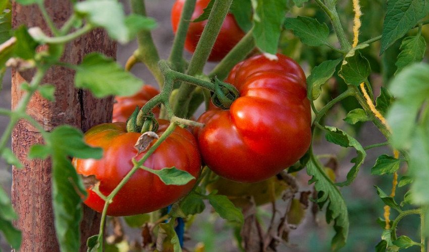 Томат Гордість Сибіру Томат Гордість Сибіру