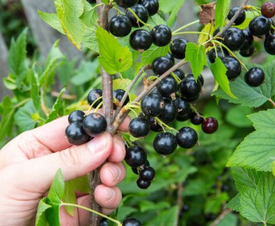 Кращі сорти смородини для Сибіру