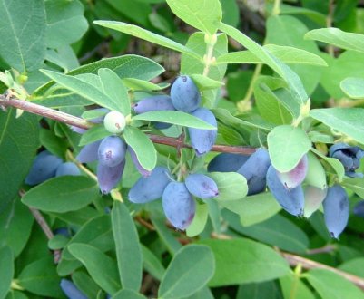 Жимолость їстівна Павловська — основні характеристики сорту