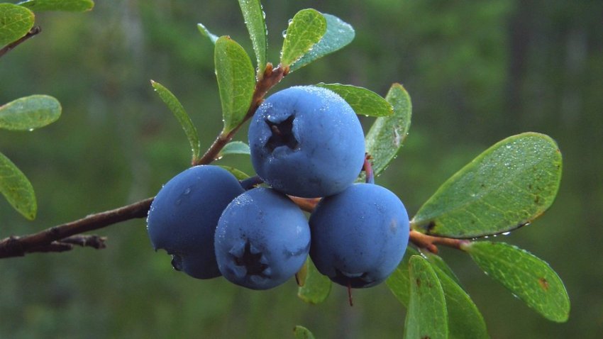 Найбільша плантація лохини в Україні знаходиться на Закарпатті