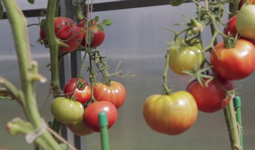 Томат Гордість Сибіру Томат Гордість Сибіру