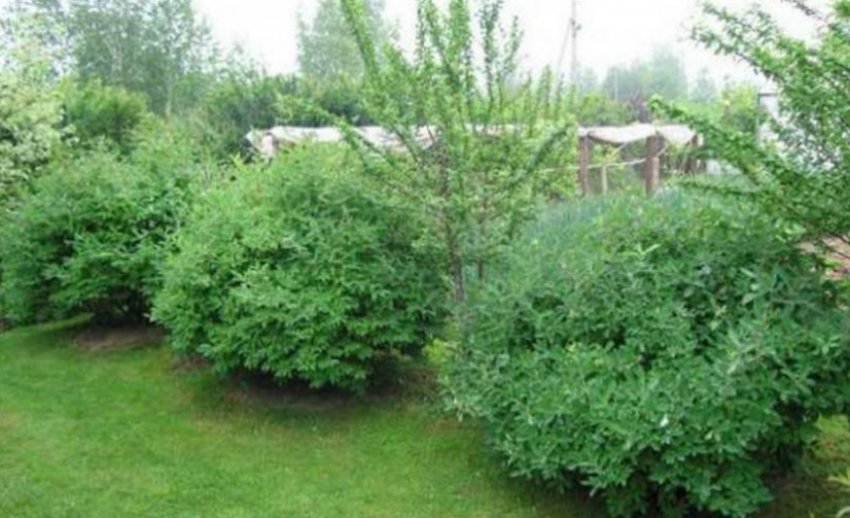 Місце для посадки жимолості