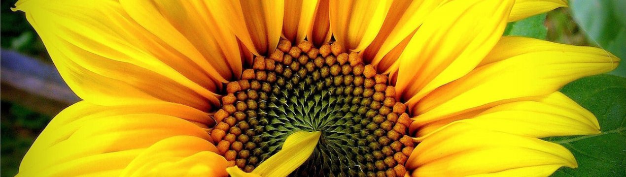 Світове виробництво соняшнику не дорахується мільйона