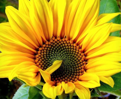 Світове виробництво соняшнику не дорахується мільйона