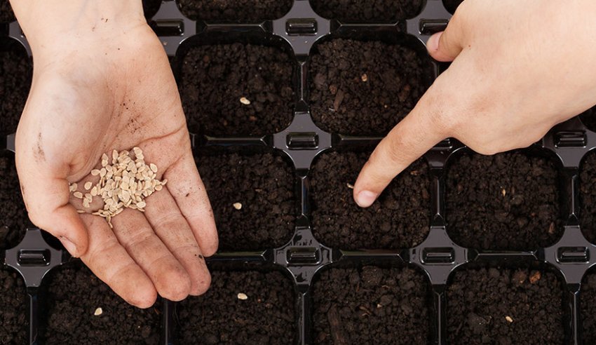 Посів насіння Посів насіння