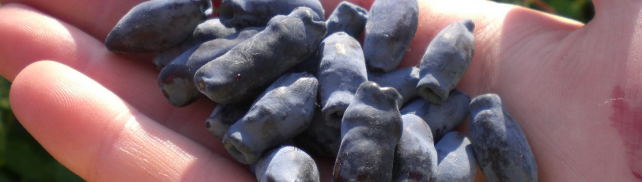 Жимолость їстівна сорти Длинноплодная: особливості агротехніки