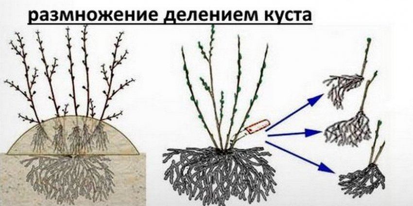 Розмноження поділом куща