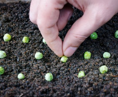 Коли і як правильно садити горох у відкритий грунт в домашніх умови