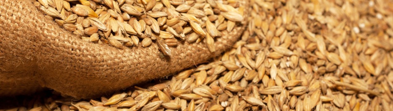 Їстівні комахи в якості корму для тварин набувають світову популярність