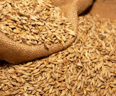 Їстівні комахи в якості корму для тварин набувають світову популярність