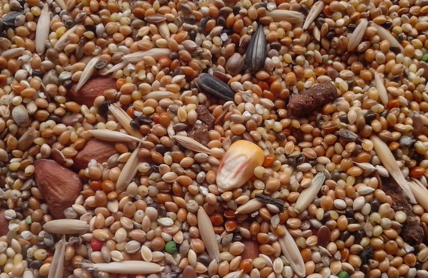 Їстівні комахи в якості корму для тварин набувають світову популярність Їстівні комахи в якості корму для тварин набувають світову популярність