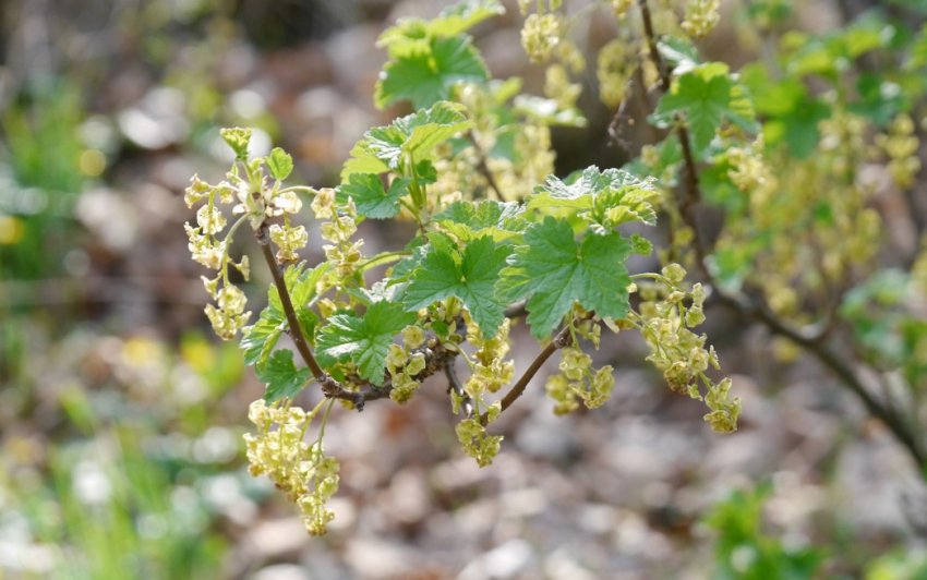 Цвітіння смородини