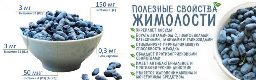 Користь і шкода жимолості Користь і шкода жимолості