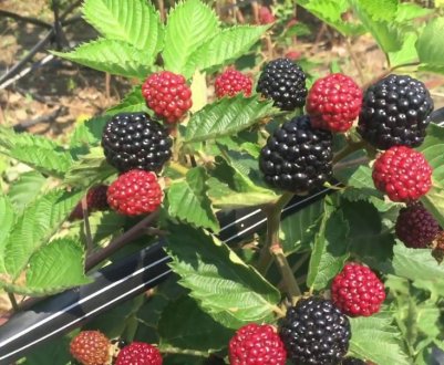 Особливості вирощування ожини Джамбо