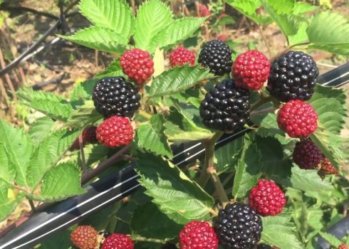 Особливості вирощування ожини Джамбо