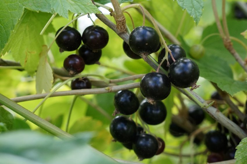 Смородина Валова