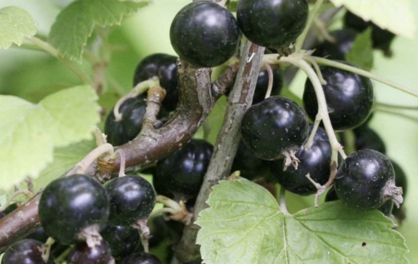 Смородина Загадка