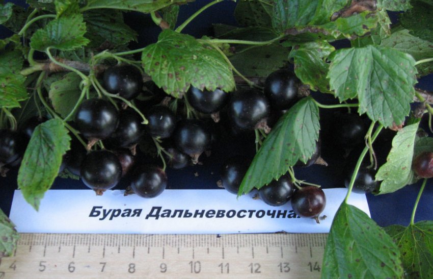 Смородина Бура далекосхідна