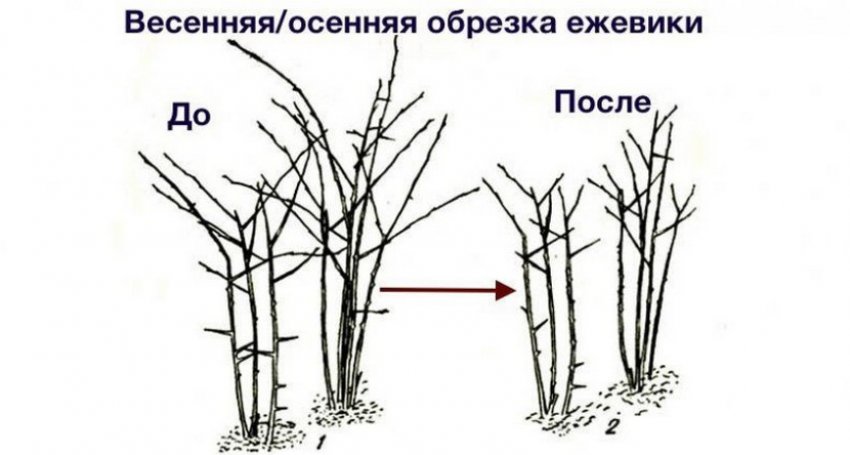 Обрізка ожини Обрізка ожини