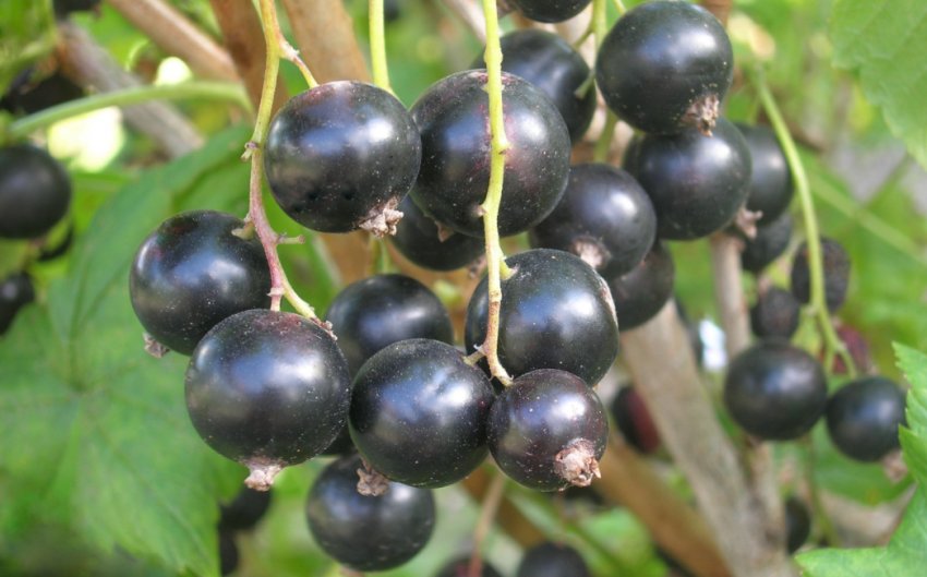 Смородина Пігмей