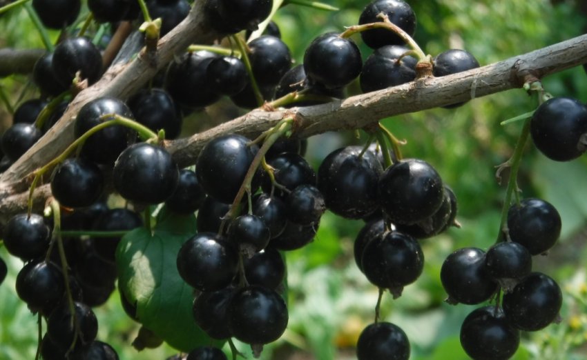 Смородина черная багира. Смородина сорт багира. Смородина багира куст. Смородина багира куст. Багира смородина черная саженцы.