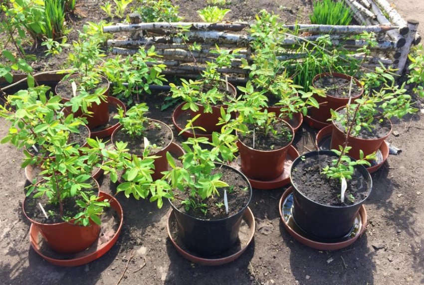 Саджанці жимолості Саджанці жимолості