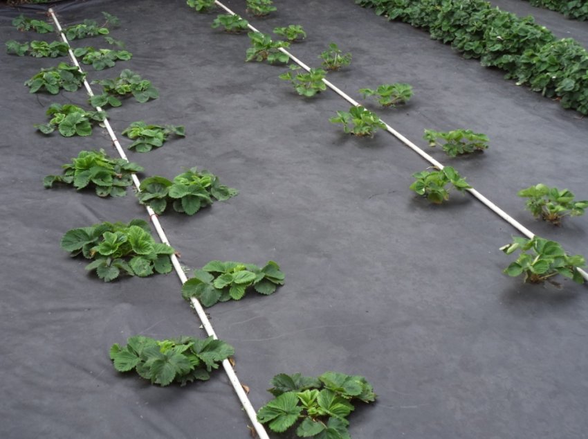 Українським сільгоспвиробникам представили біорозкладана плівку Українським сільгоспвиробникам представили біорозкладана плівку