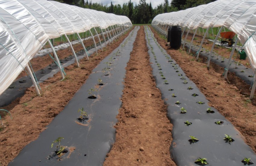 Українським сільгоспвиробникам представили біорозкладана плівку Українським сільгоспвиробникам представили біорозкладана плівку