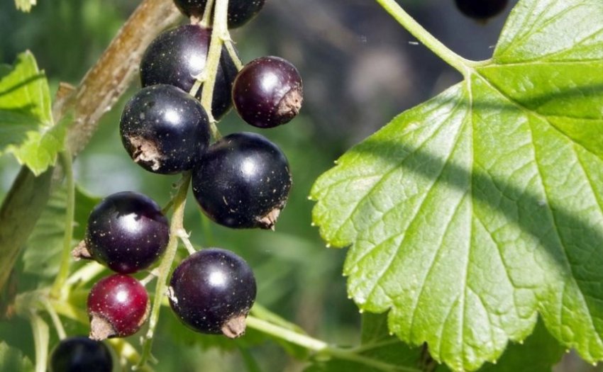 Смородина Бінар